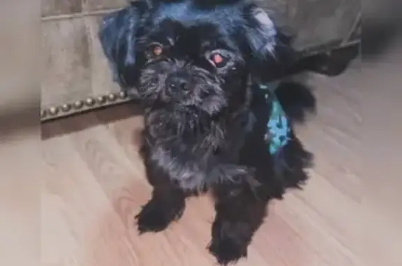 Lost pets Edinburg, photo: Lost Black Shihtzu with Red Eye Mark