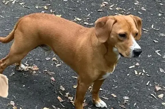 Lost Tan Beagle/Jack Russell in Fraser