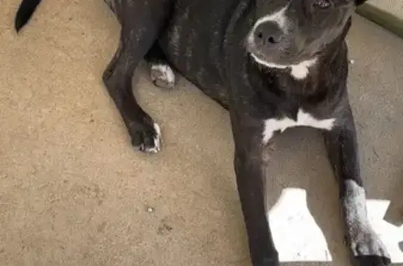 Found: Friendly Black & Blonde Pup, Paragould