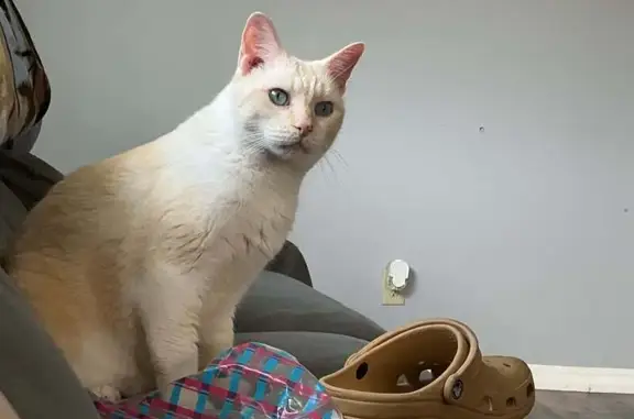 Missing cat Strongsville, photo: Help Find Boo Boo: Lost Cat in Strongsville