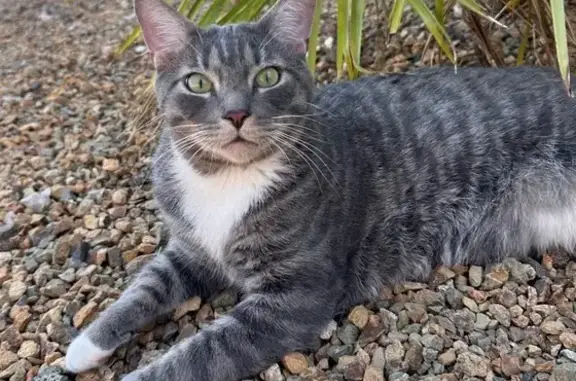 Lost and found pets Little Rock, photo: Lost Grey Tabby Cat: Peach Tree Drive