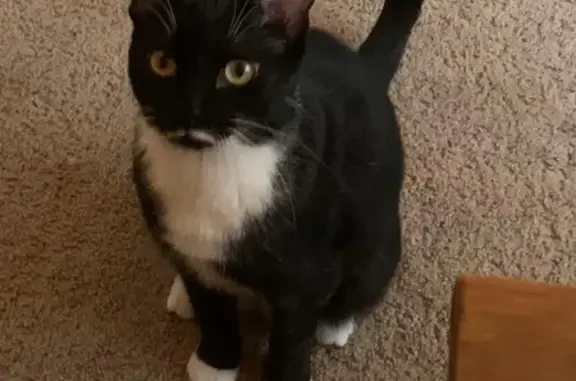 Missing cat Urbana, photo: Lost Tuxedo Cat with White Mustache