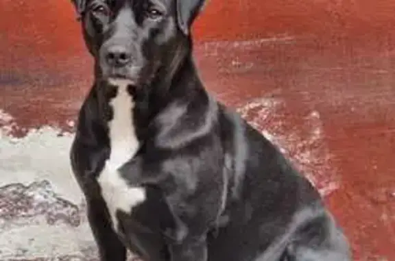 Cherry: Pitbull Perdida en Ciudad de México