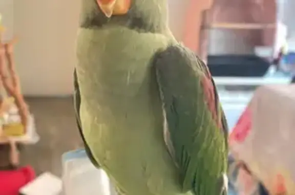 Lost Light Green Bird in Bayside, NSW