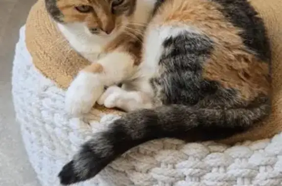 Chat perdue Écaille de tortue à Rennes - photo