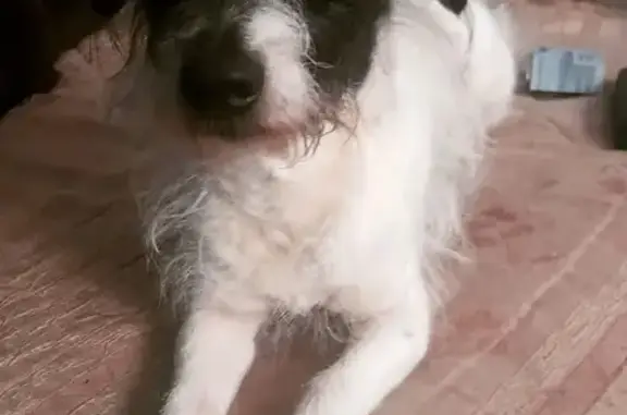 Perro Perdido: Blanco y Negro, 11 Años, Neza