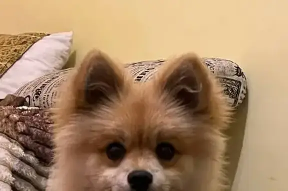 Зникла собака: Рижий з білими плямами, Львів