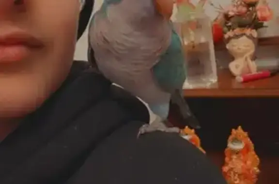 Lost pets West Torrens, photo: Lost Friendly Blue Quaker in West Torrens