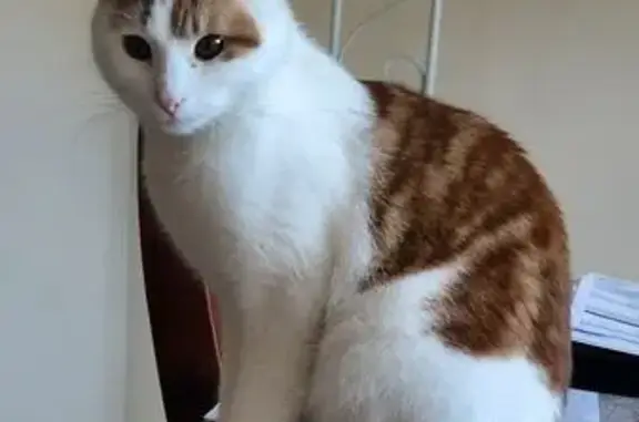 Lost Male Cat: White & Orange in Wyndham