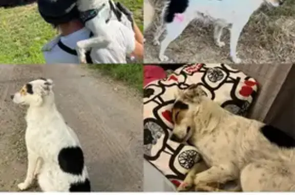 Es una perrita blanca con manchas negras,las orejitas caídas hacia delante. Apareció por la zona hace unos tres años. Pensamos que alguien pensó que estaba sola y se la llevó,pero ella come y duerme en nuestra casa,pero suele estar en la parcela de al lado con unos caballos y cerca de una granja de cerdos,está castrada y vive muy bien.