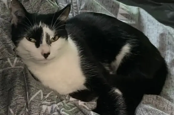 Chat perdu, Orléans, photo: Chatte perdue, noire et blanche, Orléans