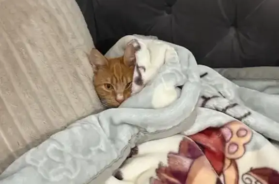 Lost Cat: Ginger, 2, Loves TikTok Sounds