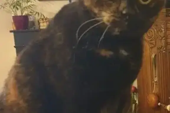 Chatte écaille perdue gare La Couronne - photo