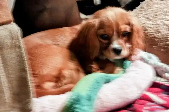 Missing Red Cavalier in Climax Springs, MO