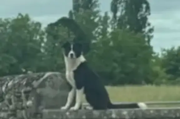 Chien perdu , photo : Chienne perdue Border Collie croisée Berger