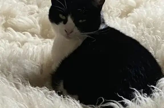 Chatte perdue à Boussy-Saint-Antoine - photo