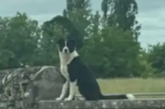 Chien noir perdu, collier blanc, Abitain - photo