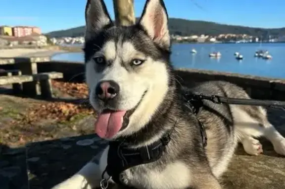 Perro Perdido en Aldea Quenxe: Gris y Blanco