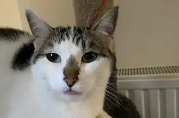 Animaux perdus Bordeaux, photo: Chat gris et blanc perdu à Bordeaux