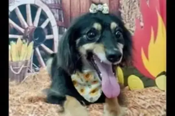 cachorro desaparecida