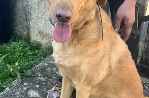 Animaux trouvés Smarves, photo: Grande chienne beige trouvée à Smarves