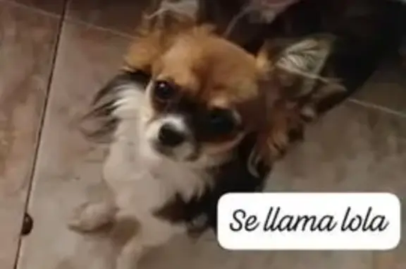 Perro perdido tricolor en Alacant