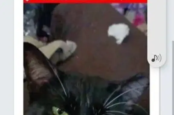 Lost Cat: White Beard & Tummy in NY