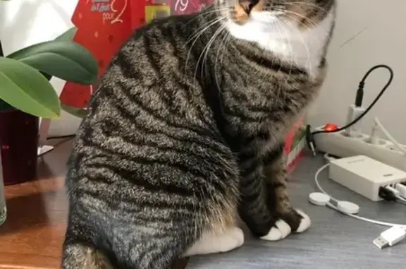Chatte tigrée Pawny perdue à Mérignac - photo