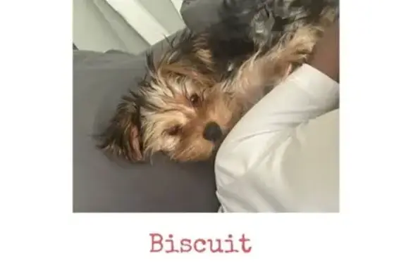 Lost Mini Yorkie on Inzer Drive, Birmingham