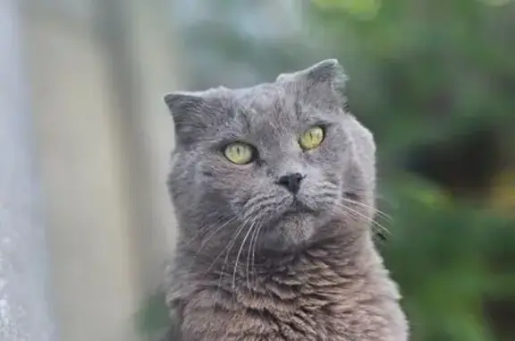 Зник сірий скотіш на Софіївській Борщагівці