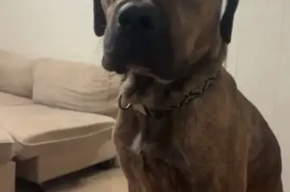 Lost Tan Brindle Pit-Mastiff in PA