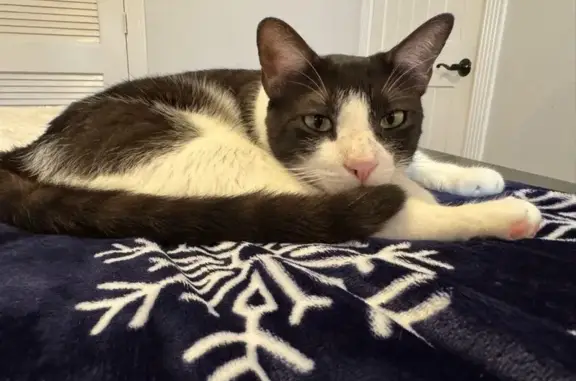 Lost pets Satellite Beach, photo: Lost Chatty Cat Yodi: Black & White