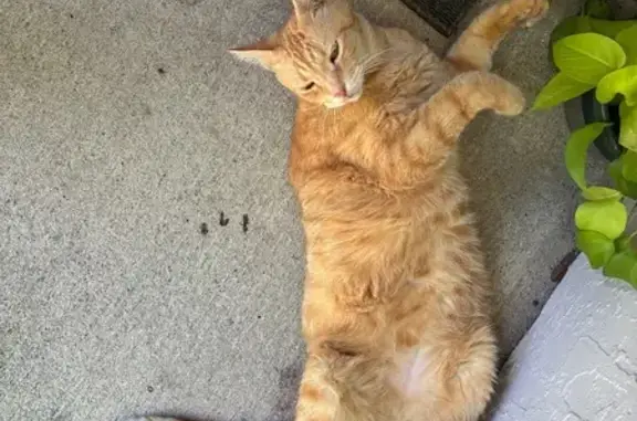 Lost Orange Tabby Cat in Ocala Area
