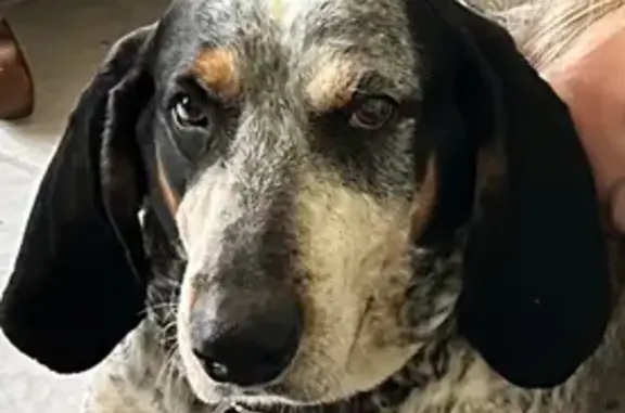 Lost Bluetick Hound in Rayle Woods