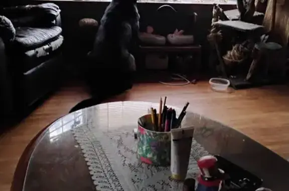 Lost Bloodhound/Lab Tank Missing in Pengilly