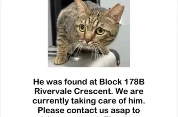 Found cat Singapore, photo: Cat Rescued from High-Rise Parapet