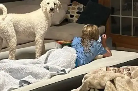 Missing dog Golden, photo: Lost Poodle Buddy: Tall, Slim, Tattooed