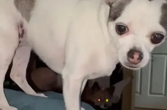 Lost Dog in Cabool: White with Black Spots