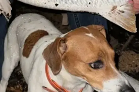 Lost pets Wellington, photo: Lost Dog: White Arrow on Head, Nervous