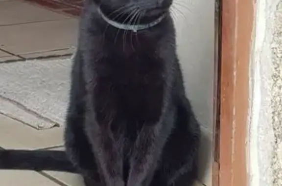 Chat perdu, Plobannalec-Lesconil, photo: Chat noir perdu à Lescatouarn