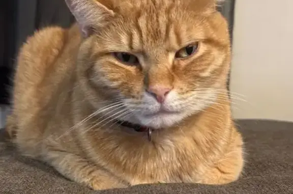 Lost Orange Cat 'Honey' in Bridgeport