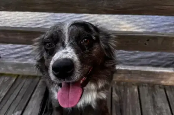 Lost Mini Aussie on Lincoln Rd - Help!