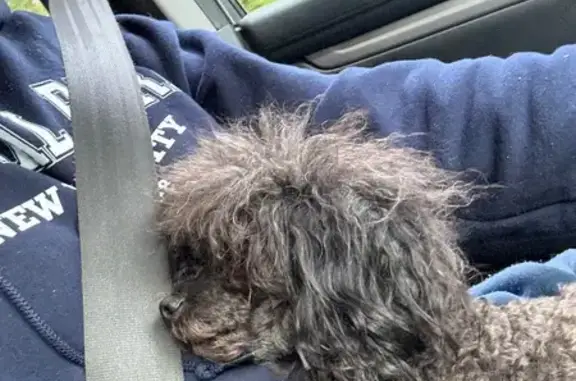Lost: Beloved Black Toy Poodle, Myrtle