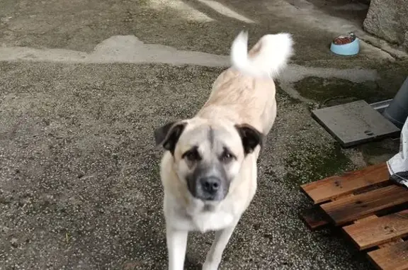 Perro Marrón Claro Perdido en...