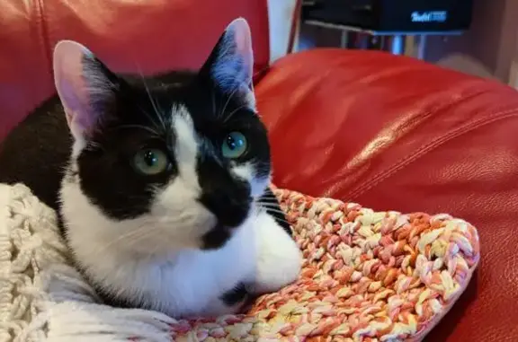 Animaux perdus , photo: Chat noir et blanc perdu à Retheuil