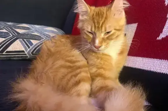 Found pets Columbia, photo: Found Orange Cat on Henderson St, Columbia