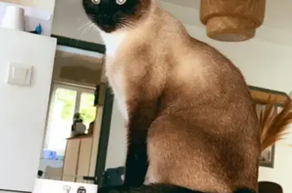 Chat perdu : Umy, croisé siamois, Mello - photo