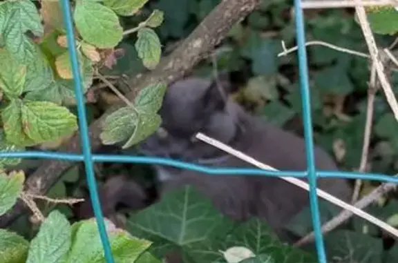 Chat gris blessé trouvé à Goincourt - photo