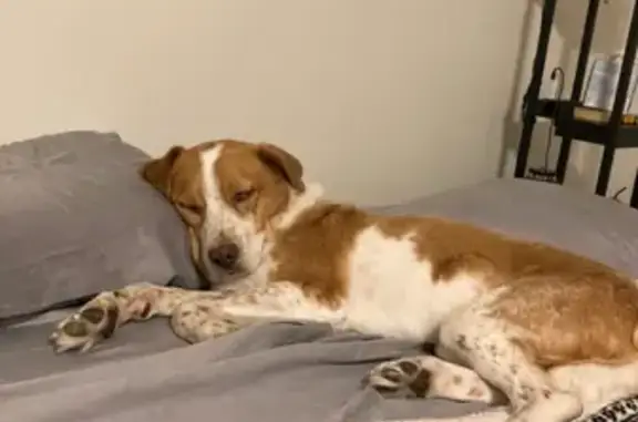 Help Find Our Anxious Lost Hound Mix