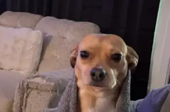 Lost Chihuahua Mix: Brown & White in SA